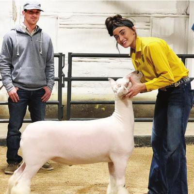 2020 Junior Livestock Show champions announced
