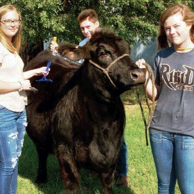 Article Image Alt Text