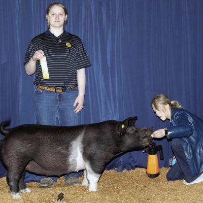 Sami Hammans showed her Dark Cross Gilt at the Custer County Jr. Livestock show, as Kayden Offolter, at right, prepares it for the photographers. CDN | Michael Maresh Sami Hammans showed her Dark Cross Gilt at the Custer County Jr. Livestock show, as Kayden Offolter, at right, prepares it for the photographers. CDN | Michael Maresh