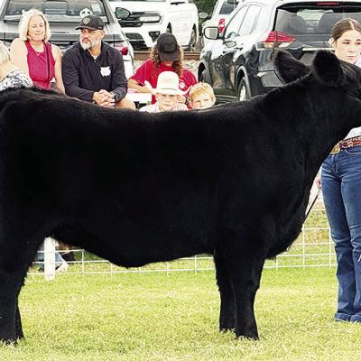 Madison Ashcraft sets her show heifer to be judged during the Fletcher Free Fair Cattle Show. CDN | Courtesy photo Madison Ashcraft sets her show heifer to be judged during the Fletcher Free Fair Cattle Show. CDN | Courtesy photo