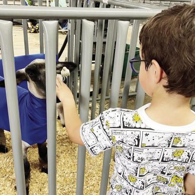 Nance Elementary student Kai Kubitscheck pets a sheep at the petting zoo during the Custer County Free Fair. CDN |Bryale Johnson Ag students help foster, share spirit of Clinton