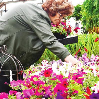 Flower picking season