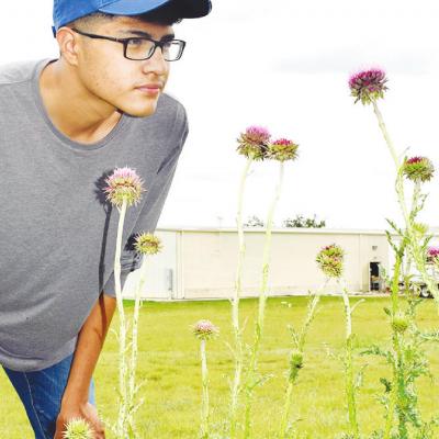 Israel Villanueva looks closely at the growing musk thistle, an invasive weed, behind Taco Mayo and next to Dollar Tree off of Corbin Lane. CDN | Litzy Silos Musk thistles invading area