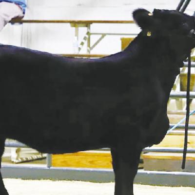 CDN | Courtesy photo Showcasing heifer