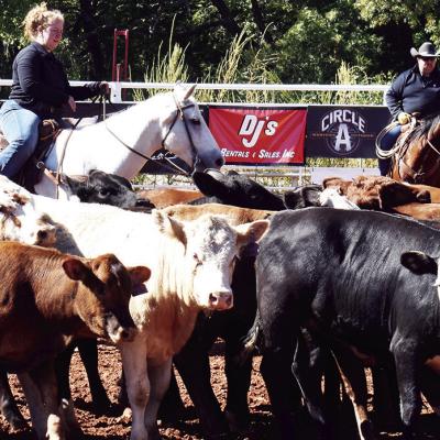 Cattle sorting
