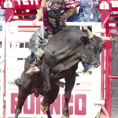 Wacey Schalla holds on tight to the bull during the Calgary Stampede last weekend in Calgary, Alberta, Canada. CDN |Courtesy Photo