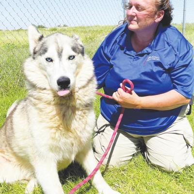 Clinton Police Department animal control officer Heather Estrada spends some playtime with one of the dogs from the City of Clinton Dog Pound. CDN | Kelcie Hartley-Wolfe Vaccine event set for Saturday