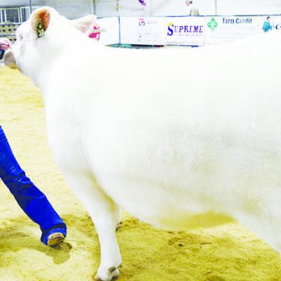 CDN | Michael Maresh CDN | Michael Maresh