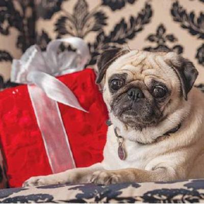 Use these tips to get perfect photos of pets