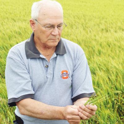 County wheat crop ranges from really good to really bad