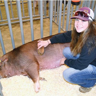 Custer County Livestock Show is in full swing