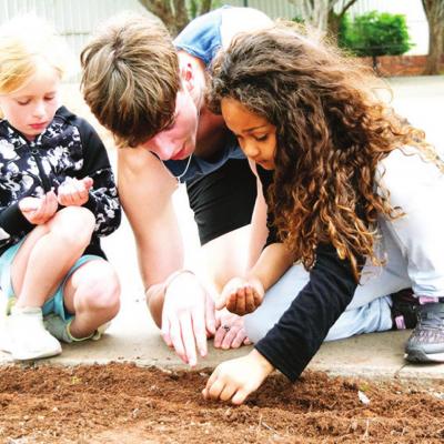 Planting flower seeds