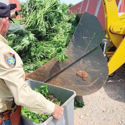 A Beckham County deputy helps haul off illegal marijuana during a last week’s bust. Illegally-grown marijuana seized in Beckham
